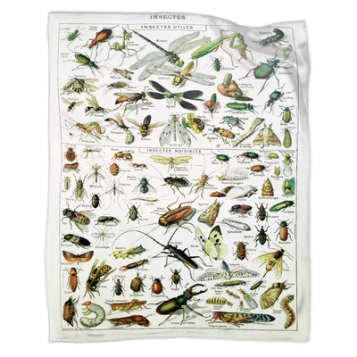 Insect Identification Chart Art Blanket features vintage