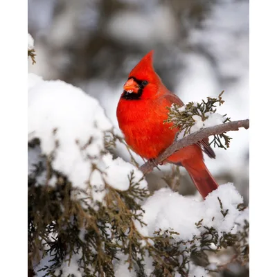 Red Cardinal Bird on Snowy Blanket: Winter Nature Design