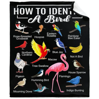 How to Identify Blanket: A Bird Chart for Feathers and Field