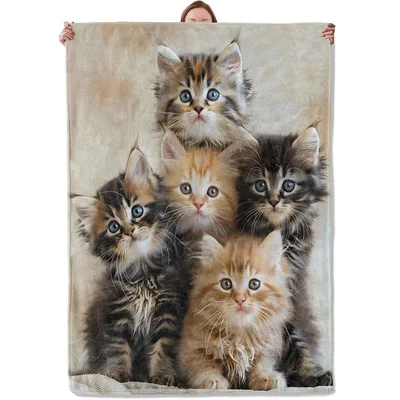 Four Kittens Photo Blanket: Fluffy Feline Friends for Cat Lovers