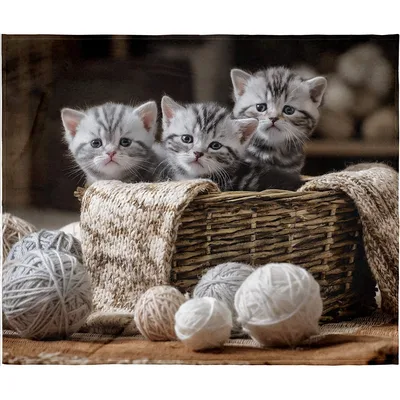 Three Kittens in Yarn Blanket: Adorable Tabby Cats in a Wicker Basket