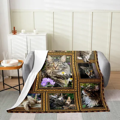 Maine Coon Cats in Gold Frames Blanket: Fluffy Feline Portraits