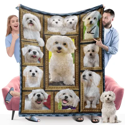 Maltese Dog Photo Frames Blanket: A Gallery of Fluffy White Companions
