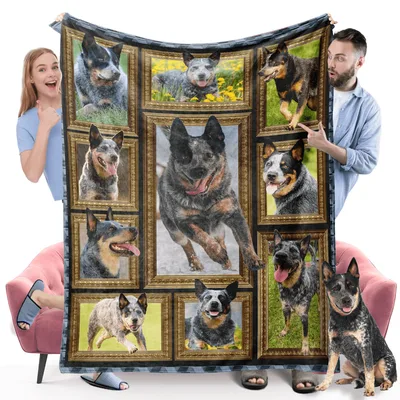 Australian Cattle Dog Photo Blanket: Gallery of Blue Heeler Portraits
