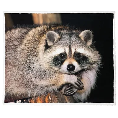 Raccoon Animal Photo Blanket: A Curious Face Close to You
