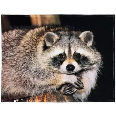 Wildlife Lover Blanket: A Curious Raccoon Up Close
