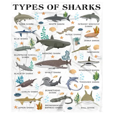 Types of Sharks Chart Blanket: A Guide to Ocean Predators