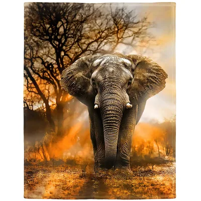 African Elephant at Sunset Blanket: Wild Safari Art for Your Home