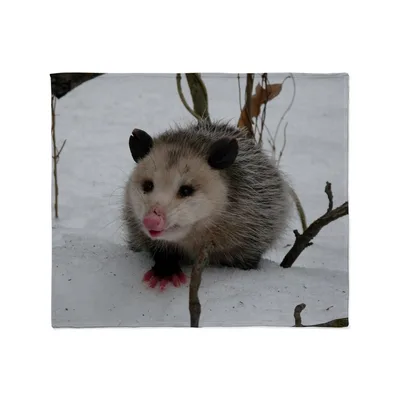 Opossum in Snow Blanket: Wild Winter Wildlife Print