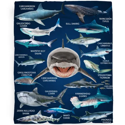 Shark Species Chart Blanket: A Scientific Guide to Ocean Predators