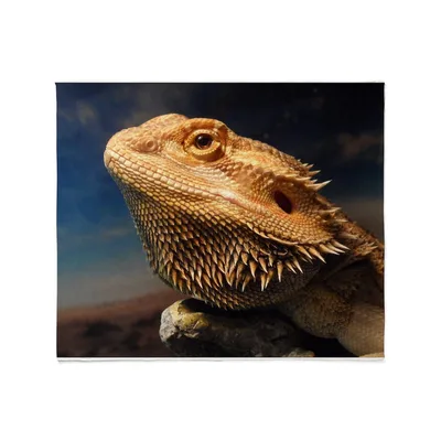 Young Bearded Dragon Lizard Blanket: Realistic Photo Print