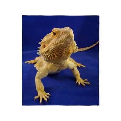 Bearded Dragon on Blue Blanket: Realistic Reptile Art for Owners