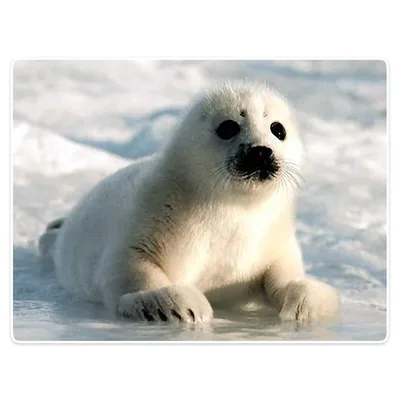 Harp Seal Pup Blanket: Fluffy White Baby Seal on Ice