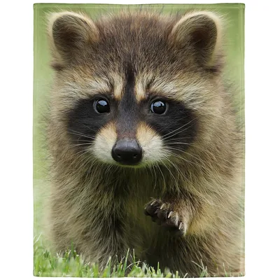 Baby Raccoon Close Up Blanket: Adorable Wild Animal Print