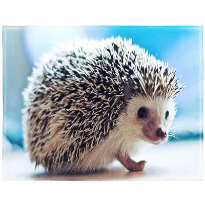 Hedgehog Close Up Portrait Blanket: Spiky Texture and Curious Gaze