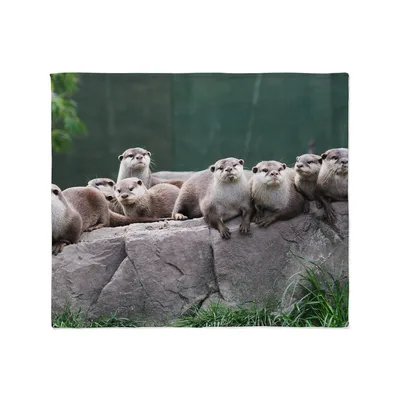 Otter Family on Rocks Blanket: A Group of Otters Lying on Stones