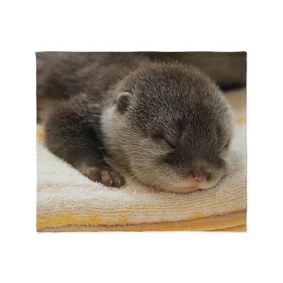Sleeping Otter Photo Blanket: Cute Baby Otter Napping Design