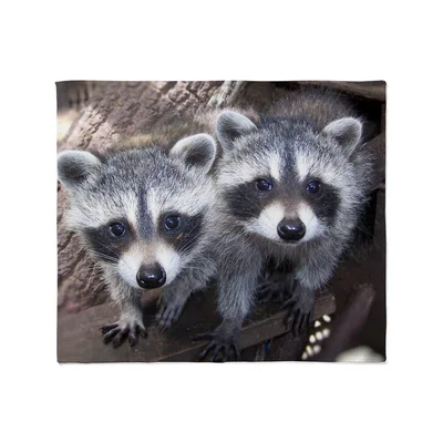 Two Baby Raccoons Blanket: Cute Young Raccoins on a Branch