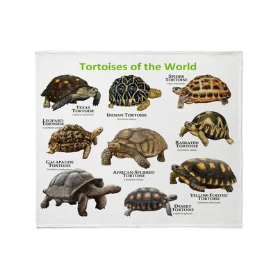 Tortoises of the World Blanket: A Chart of Global Shell Patterns