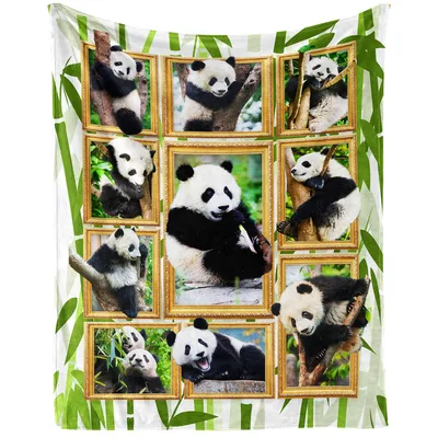 Pandas in Golden Frames Blanket: A Gallery of Cute Bear Photos