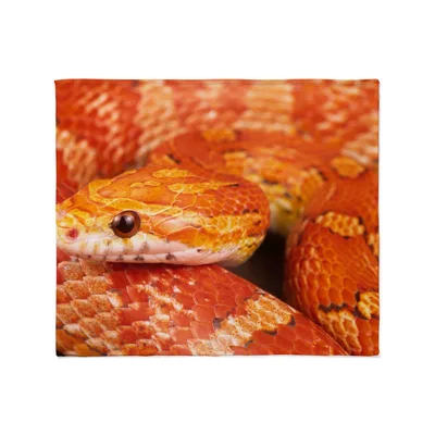 Corn Snake Close Up Blanket: Vibrant Orange Reptile Print