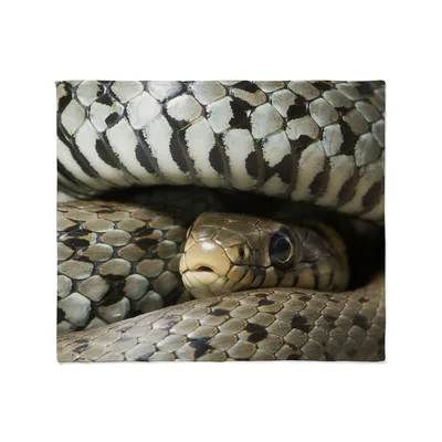 Close Up Snake Scales Blanket: Detailed Reptile Print