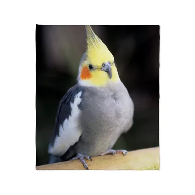 Cockatiel Bird Photo Blanket: A Close-Up of a Yellow-Crested Parrot