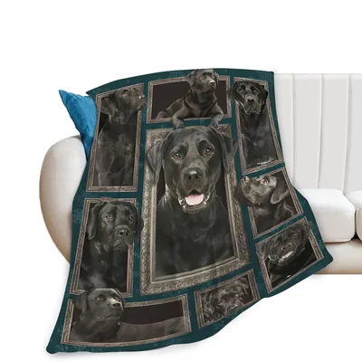 Black Labrador Blanket: Six Dog Portraits in Frames