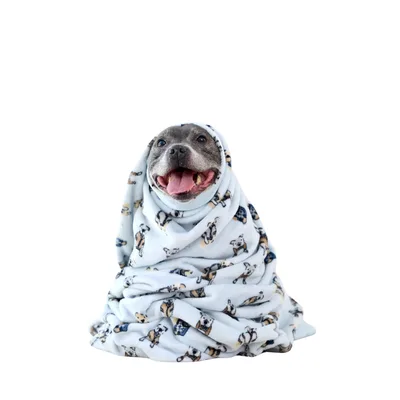 Dog Print Blanket: Pups Dressed in Little Blue Sweaters