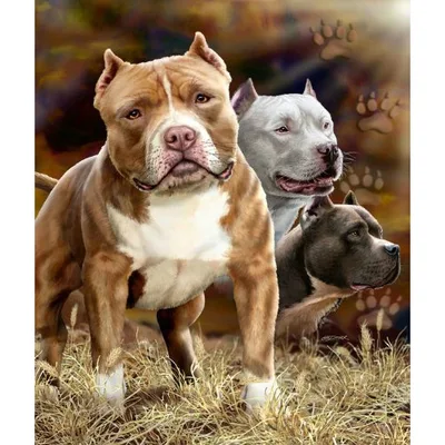 Pit Bull Dogs Blanket: Three Pups Standing Tall