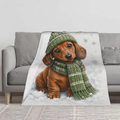 Dachshund Puppy in Winter Blanket: Cozy Dachshund with Green Scarf