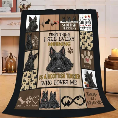 Scottish Terrier Who Loves Blanket