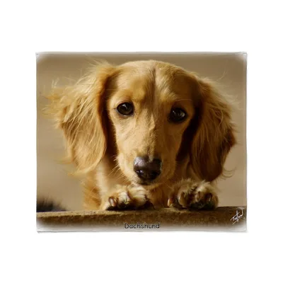 Dachshund Dog Portrait Blanket: Fluffy Longhair Peeking Over Edge
