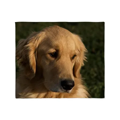 Golden Retriever Head Photo Blanket