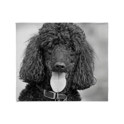 Black Poodle Dog Portrait Blanket: Curly Coat and Tongue Out