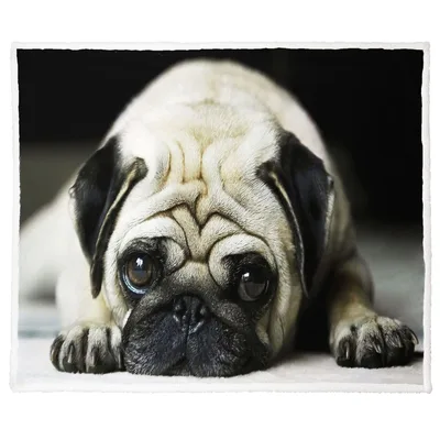 Pug Dog Portrait Blanket: A Close-Up of a Resting Fawn Pug