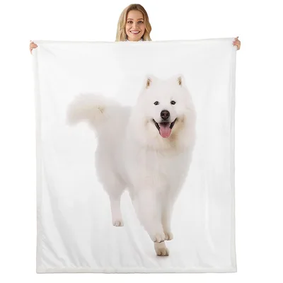 White Fluffy Dog Photo Blanket: A Joyful Samoyed Walking Toward You