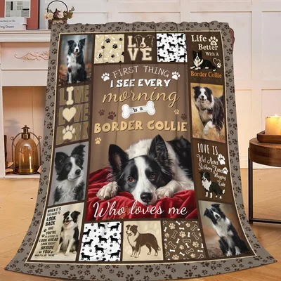 Border Collie Who Loves Blanket: Morning Greeting Design