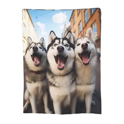 Three Husky Dogs Photo Blanket: Joyful Canine Portrait for Lovers