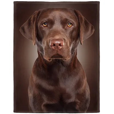 Chocolate Labrador Portrait Blanket: A Realistic Dog Art Print