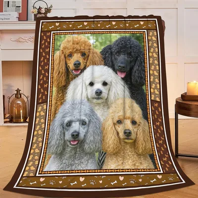 Four Poodles in Frame Blanket: A Group Portrait of Curly Coats