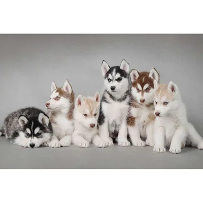 Husky Puppies Photo Blanket: A Litter of Fluffy Friends for Your Couch