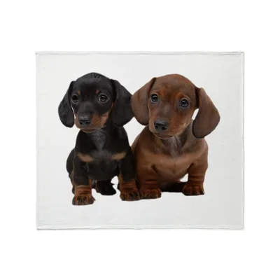Two Dachshund Puppies Blanket Featuring Two Cute Dogs