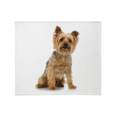 Yorkshire Terrier Sitting Blanket: Adorable Dog Portrait Design