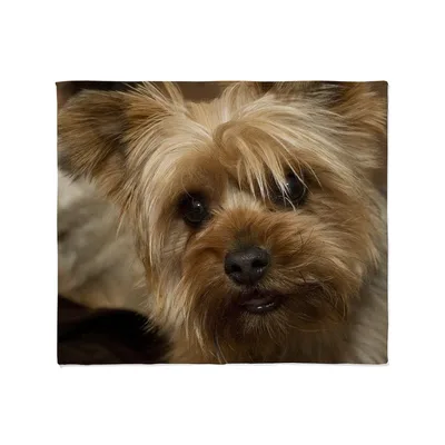 Yorkie Puppy Face Blanket: Close-Up Yorkshire Terrier Portrait
