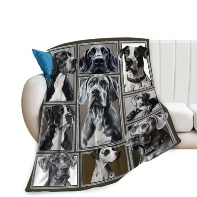 Great Dane Dogs Photo Blanket