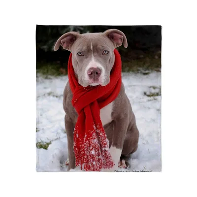 Pit Bull in Red Blanket: Winter Pit Bull with Scarf Design