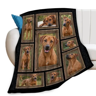 Rhodesian Ridgeback Photo Frames Blanket features a collage