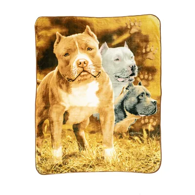 Pit Bull Dogs Portrait Blanket: Three Canine Friends in Golden Grass