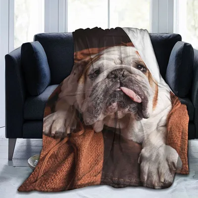 English Bulldog Face Photo Blanket: Cozy Dog Lovers Throw